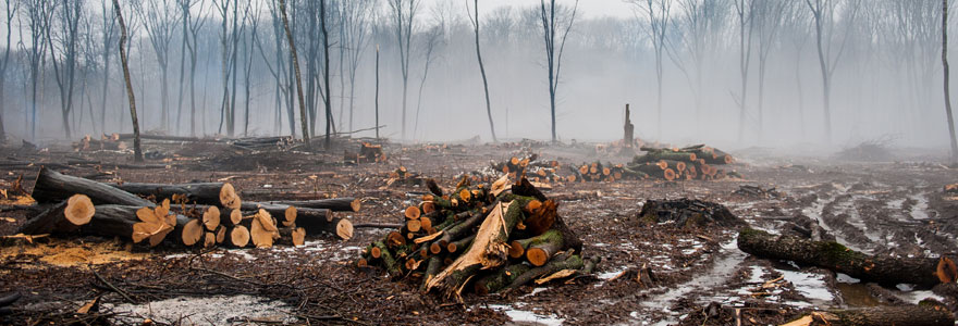 lutter contre la déforestation